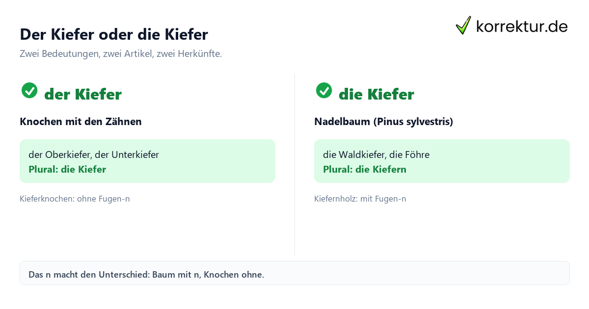 Kiefer Artikel Kiefer Artikel