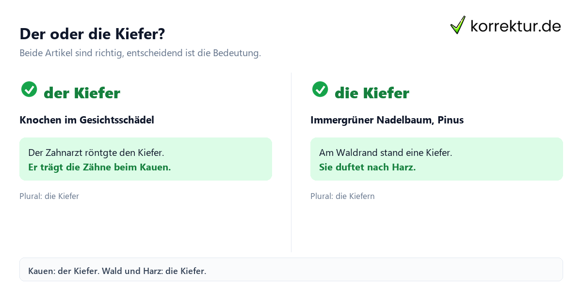 der oder die Kiefer
