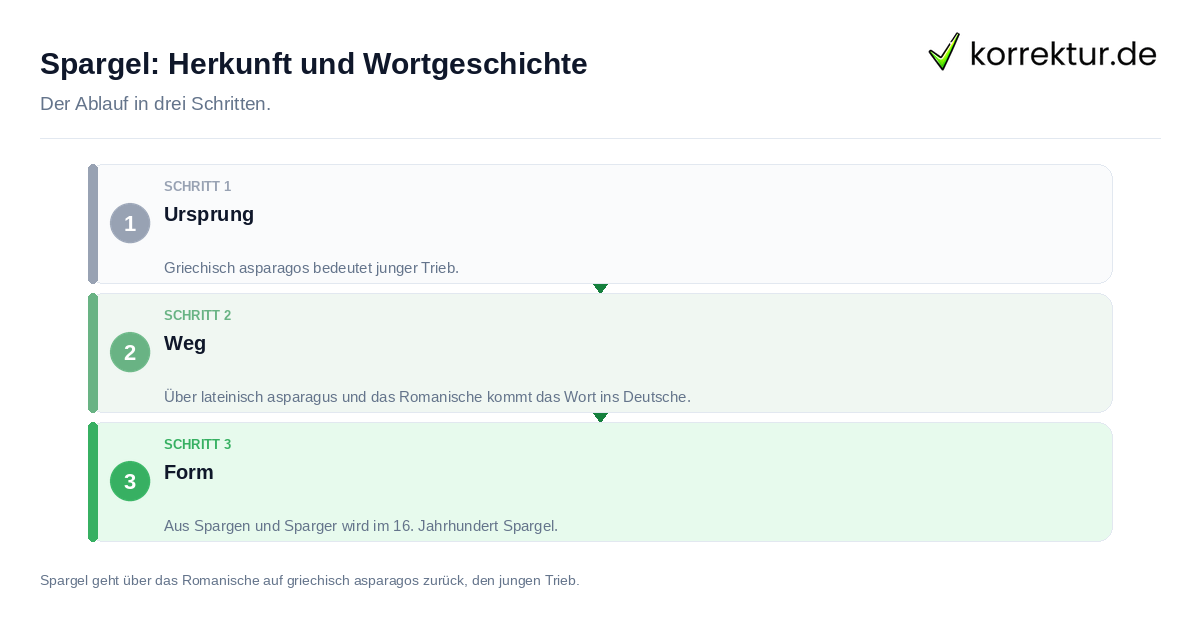 Spargel: Herkunft und Wortgeschichte: der Ablauf in drei Schritten